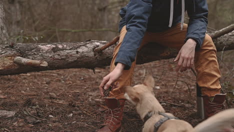 eine nicht wiederzuerkennende person, die im wald mit einem hund mit tannenzapfen spielt