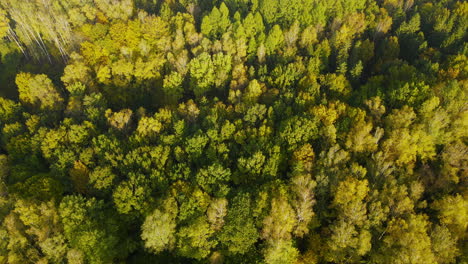 Vuelo-Aéreo-Sobre-El-Hermoso-Dosel-Del-Bosque-Verde-Dorado-En-Bosques-De-Coníferas-Europeos