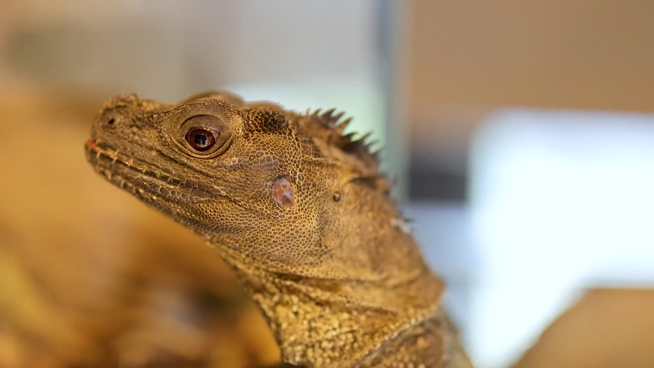 A Philippine sailfin lizard remains still, observing its environment in a well-lit indoor setting