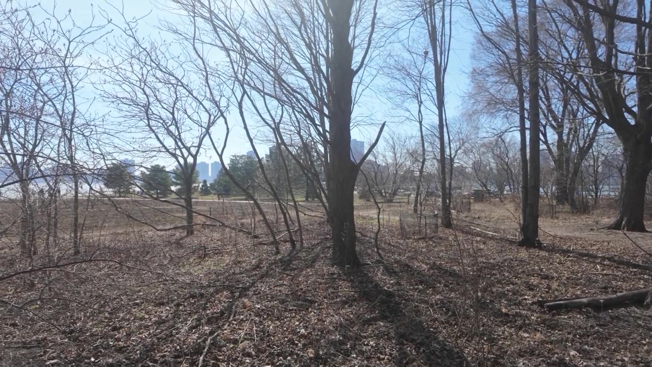 雪のない晴れた冬の日にシカゴの公園の木々と葉
