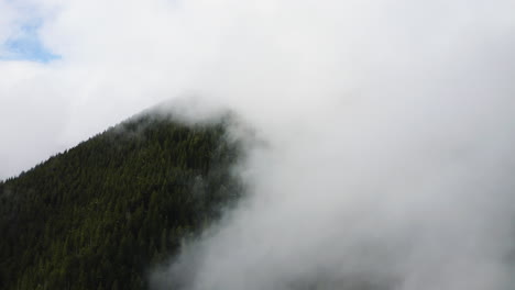 올림피크 국립공원 근처에 있는 더글러스 소나무 (douglas fir trees near olympic national park, olympic peninsula, washington state, usa)