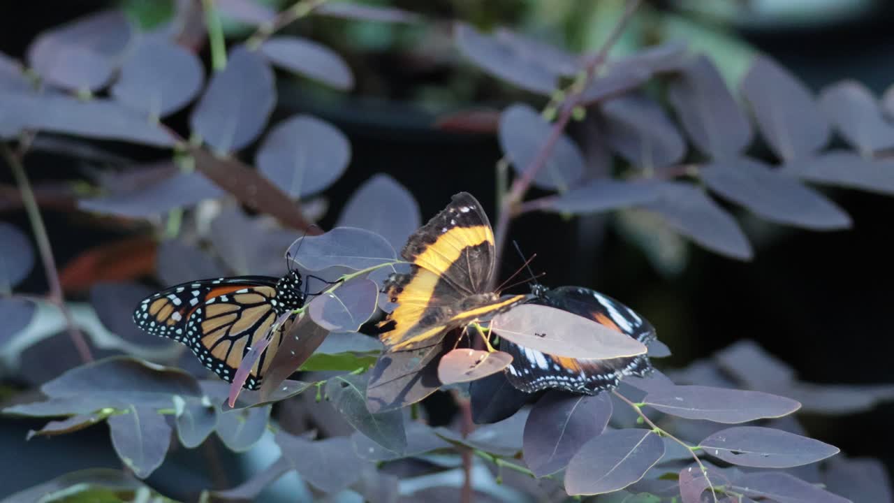 dos mariposas interactuando en las ramas de hojas