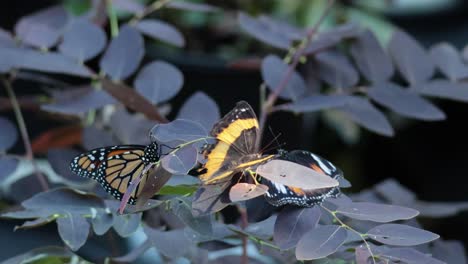 two butterflies interacting on leafy branches