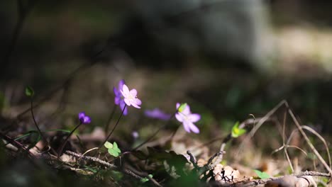 Una-Toma-Macro-Desde-El-Suelo-De-La-Flor-Del-Bosque-Llamada-Flor-De-Hígado-O-Hepatica