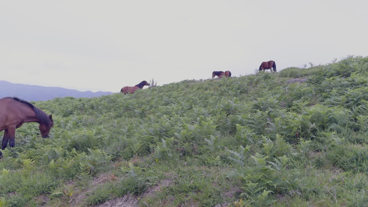 Beautiful view of wild horses on a hill in a mountain landscape.