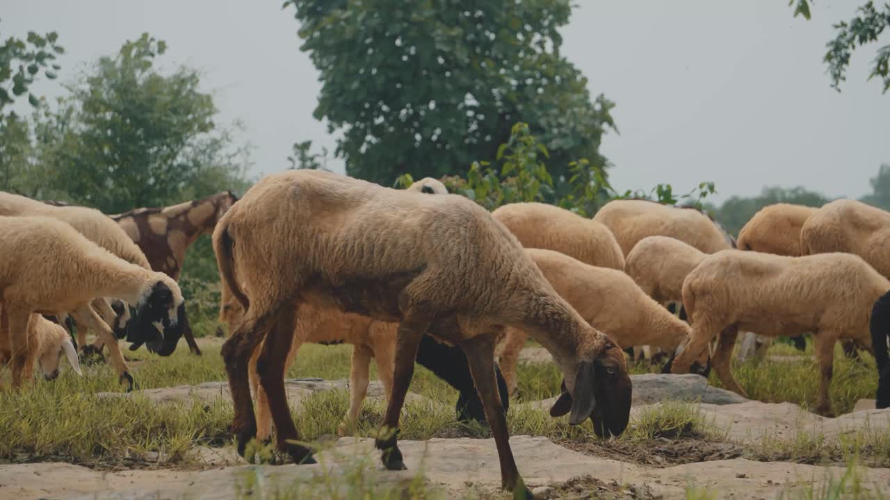 Gregge di pecore o capre che pascolano l'erba in una foresta a Shivpuri, Madhya Pradesh