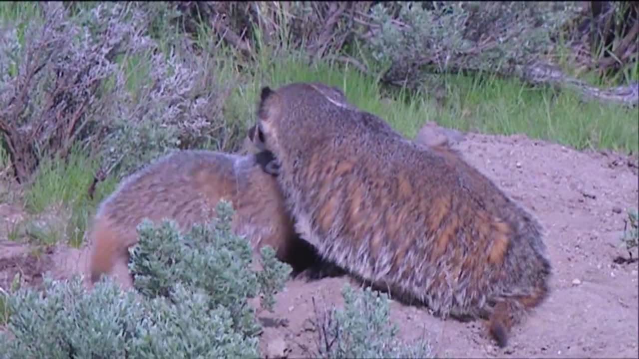 굴을 파는 오소리 가족 1