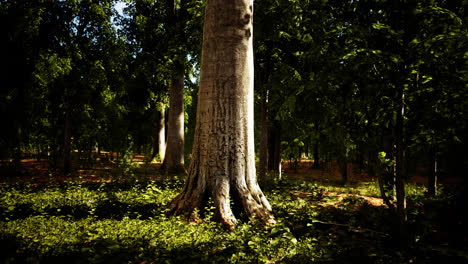 Forest-scene-with-mossy-ground-in-sunny-evening-in-summer