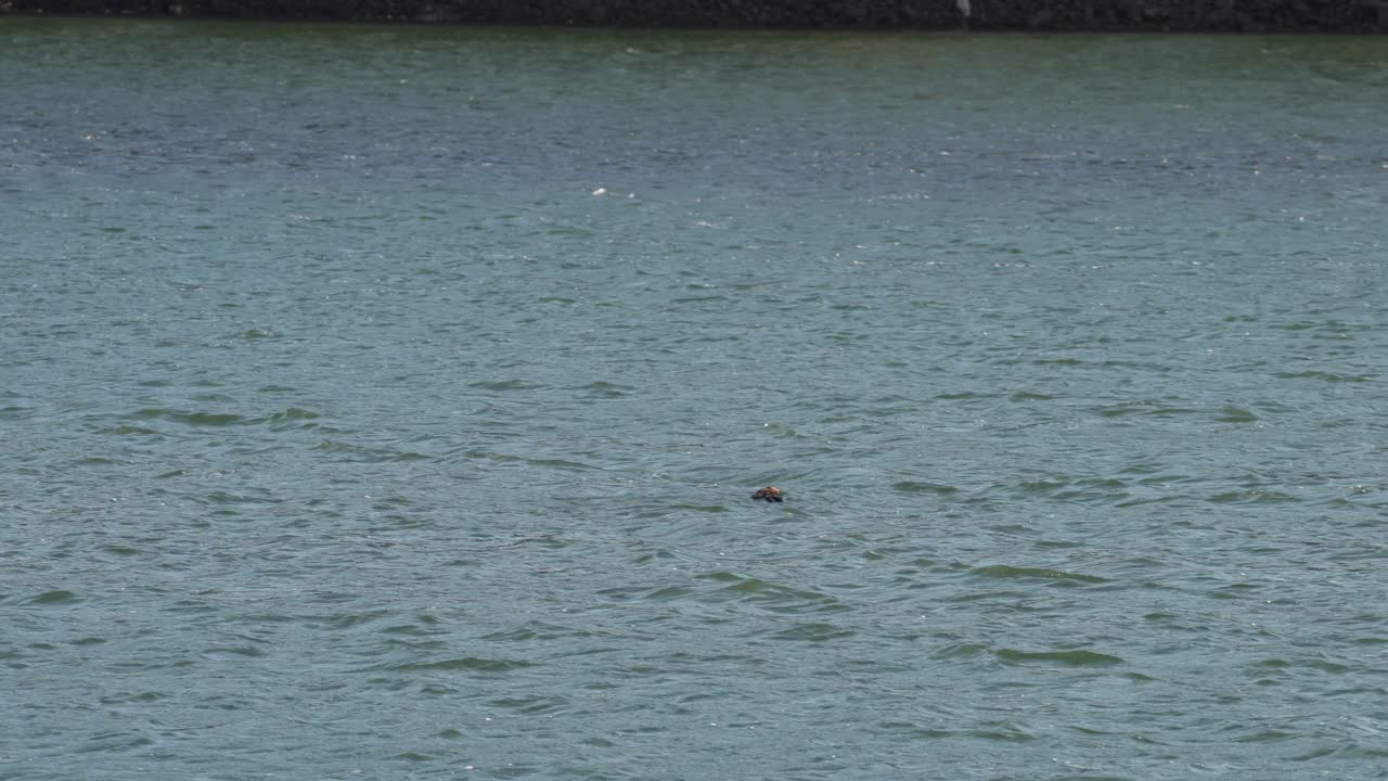 Sea otter newborn left alone to nap
