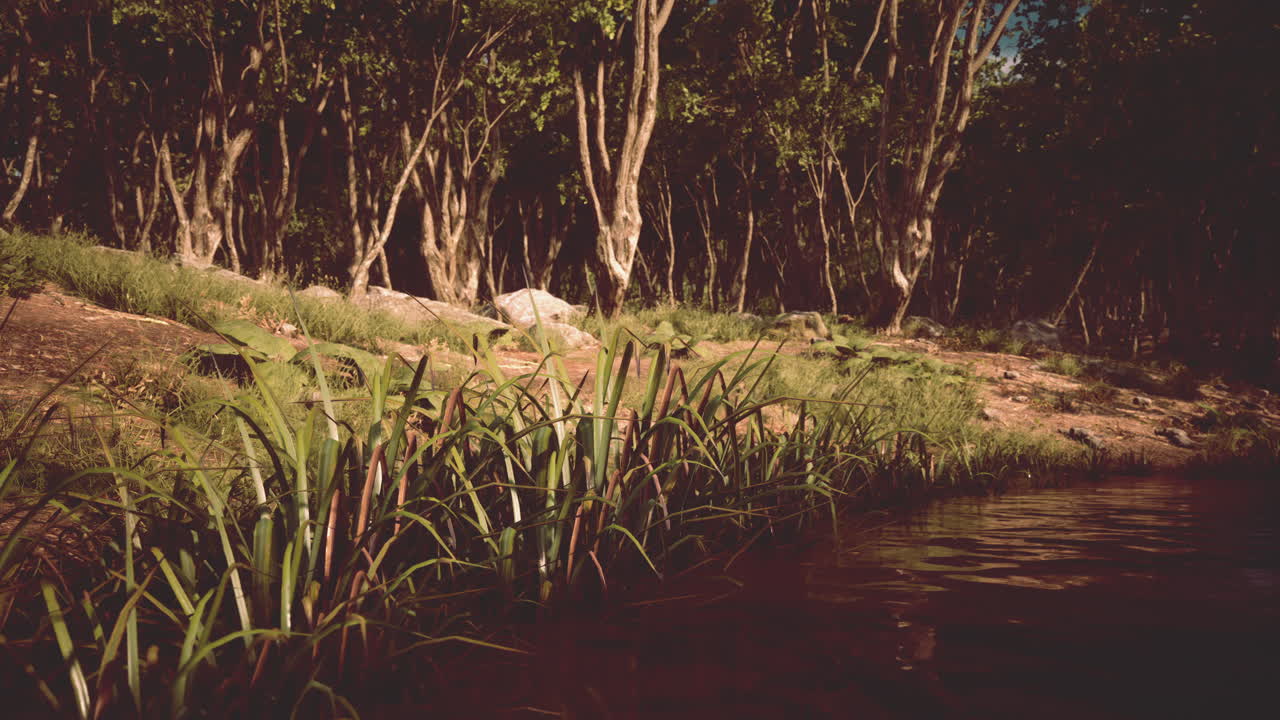 niebla en el estanque en una mañana soleada