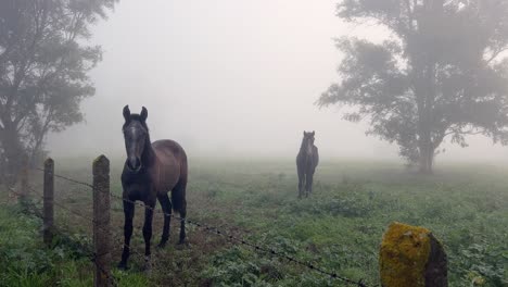 horses standing silently in a foggy pasture during early morning