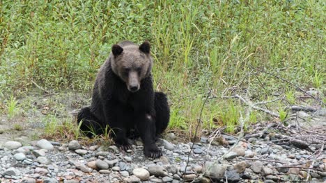 Grizzlybär,-Der-Auf-Kiesufer-Sitzt,-Hat-Verletzung-Am-Linken-Vorderbein