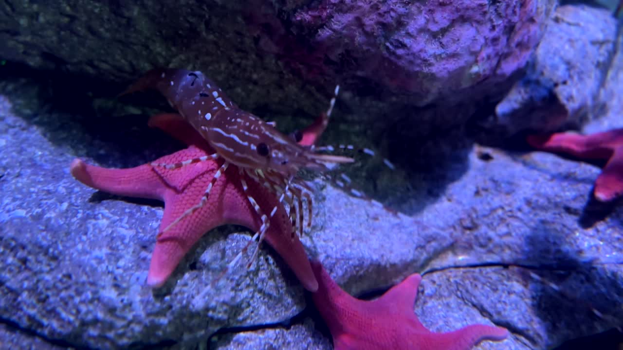 바다 별을 청소하는 새우