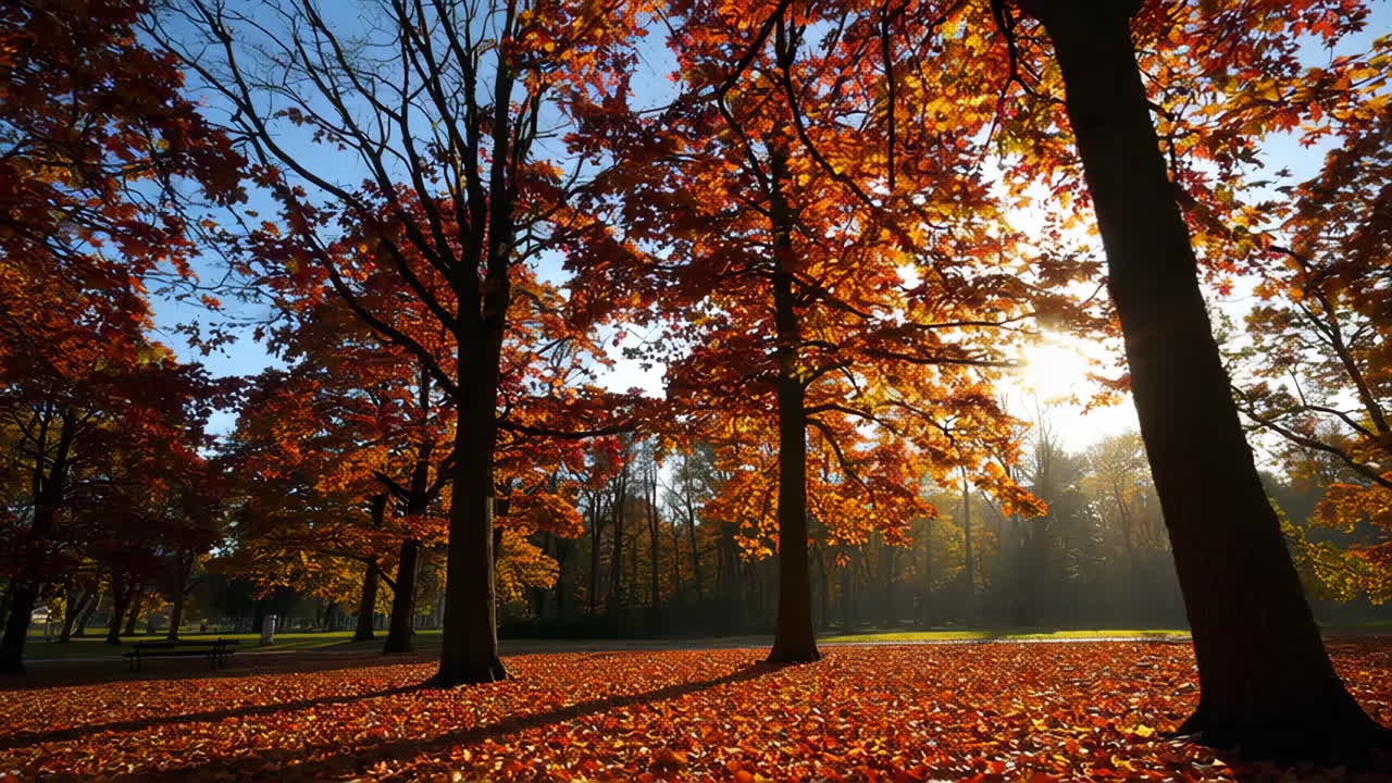 Autumn Park Scene with Sunbeams