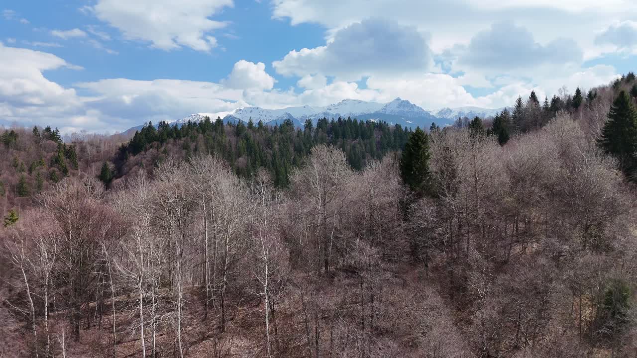 Alberi spogli in una vasta foresta con montagne distanti sotto un cielo azzurro brillante.