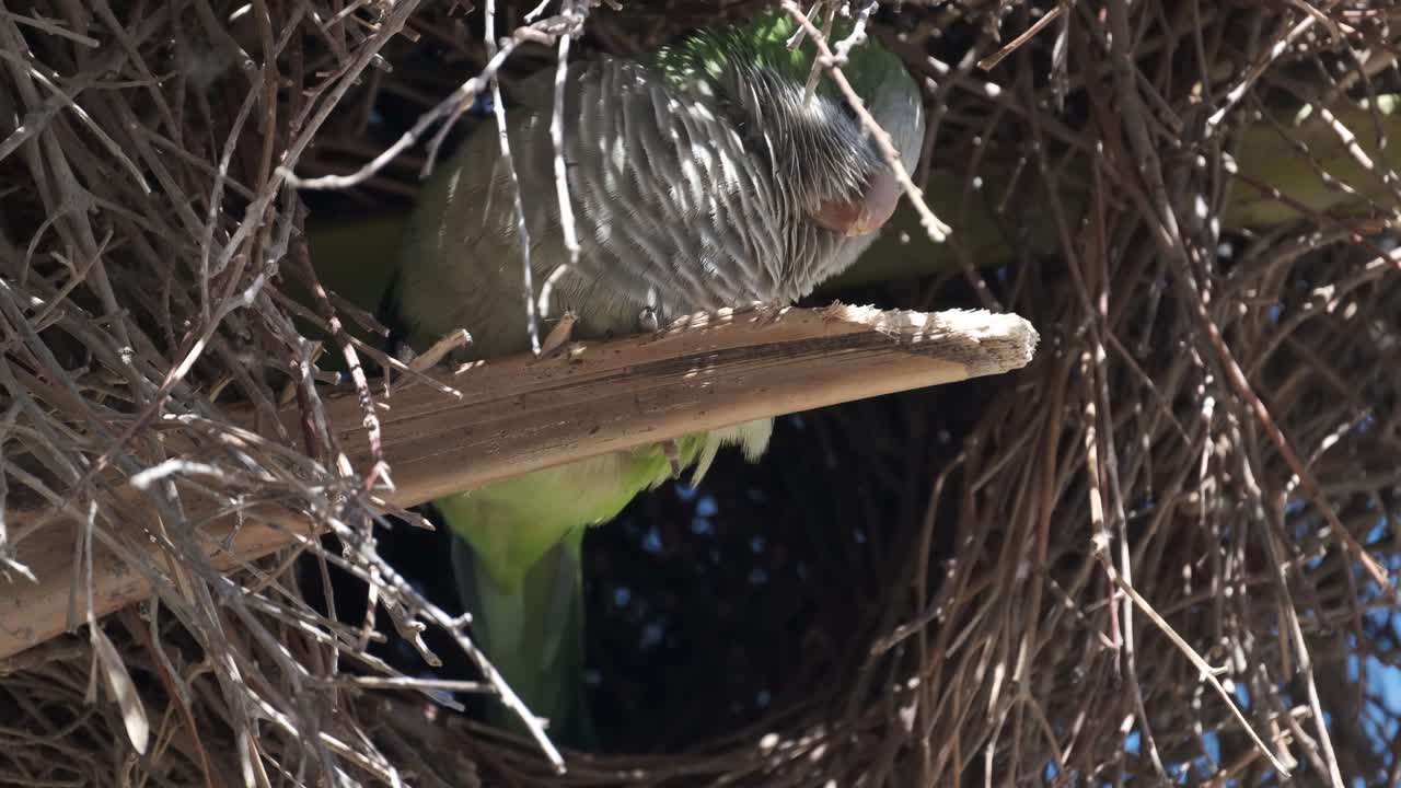 el loro monje sentado en un árbol seco mirando a su alrededor y en la cámara, en primer plano