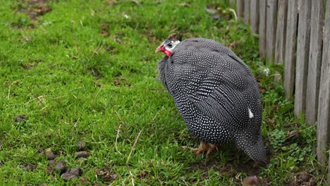 guineafowl walking along a fenced area