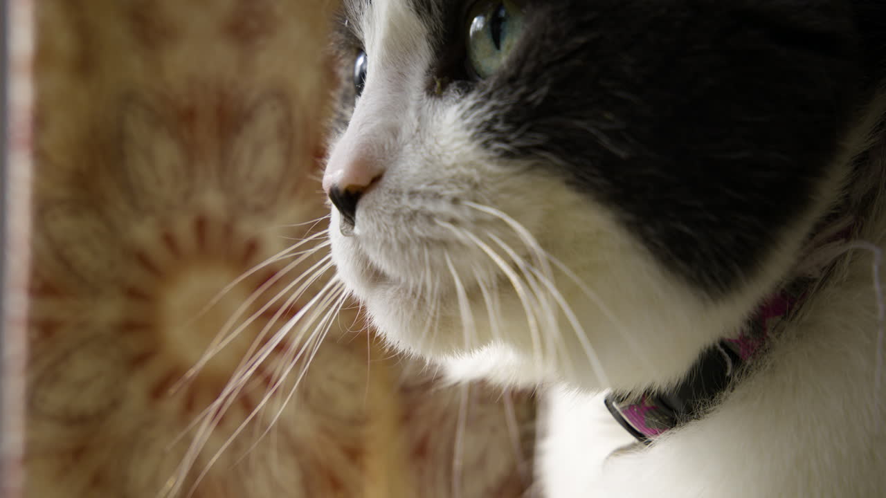 primer plano de pelo de pelaje y bigotes de gato negro con boca blanca y expresión curiosa