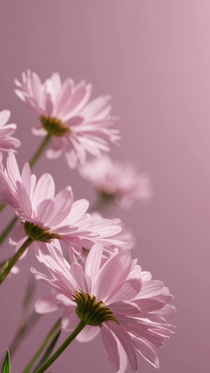 Soft-focus video frame of pink daisies against a pastel background, captured from a low angle
