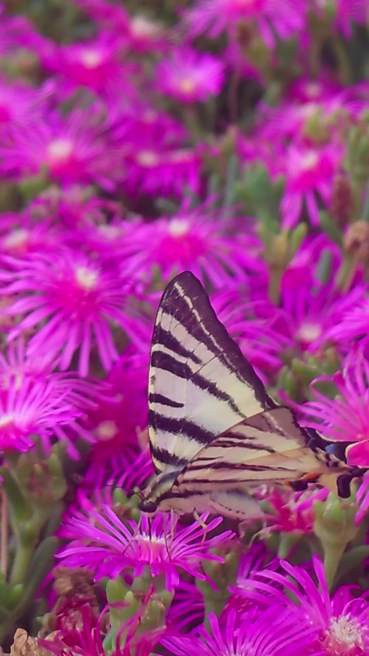 Uno scatto macro verticale in primo piano cattura una farfalla podalirio posata e che si nutre di vivaci fiori magenta di pianta del ghiaccio che sbocciano in un giardino soleggiato durante l'estate