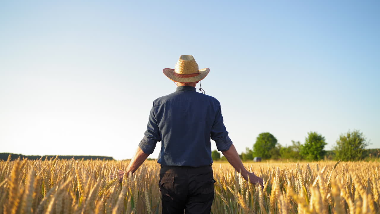 Back view of a farmer. Agronomist walking in the agricultural field and looking at growing wheat. Backside male touches ripe spikelets in sunny day.