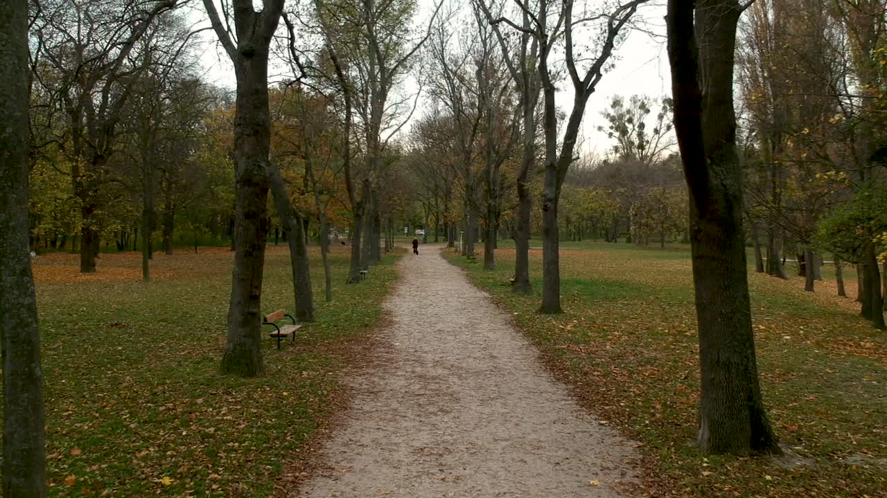 Aerial shot of path between autumn trees in Prater, Vienna, Austria, person walking in the distance