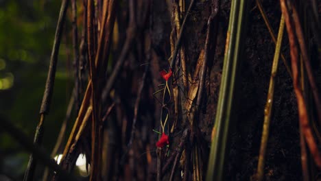 dolly in shot towards a pair of mating assassin bugs on woody creepers in the amazon rain forest of peru