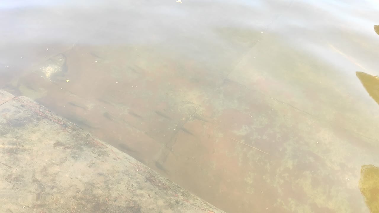 Small fish swim beneath the surface in shallow, slightly muddy freshwater near a sloped riverbank, their dark shapes visible through soft reflections