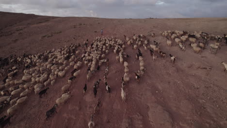 aerial shot of a flock of sheep and goats going up the mountain and with the shepherd leading the cattle