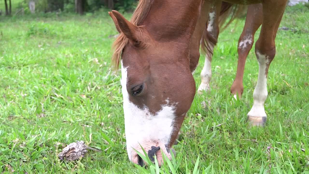 브라질에서 여름 동안 열린 들판에서 잔디를 먹는 말