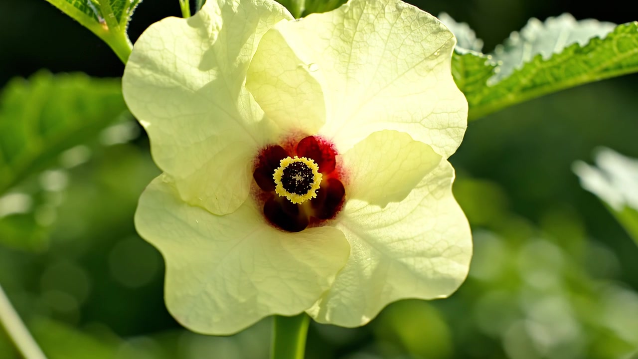 Primer plano de una flor de okra de color amarillo pálido en flor