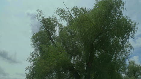 slow pan of tree and clouds, leaves blowing in the wind