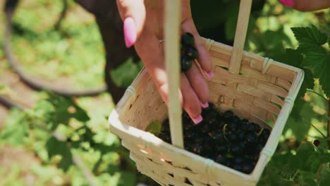 freshly picked blackcurrants in a basket