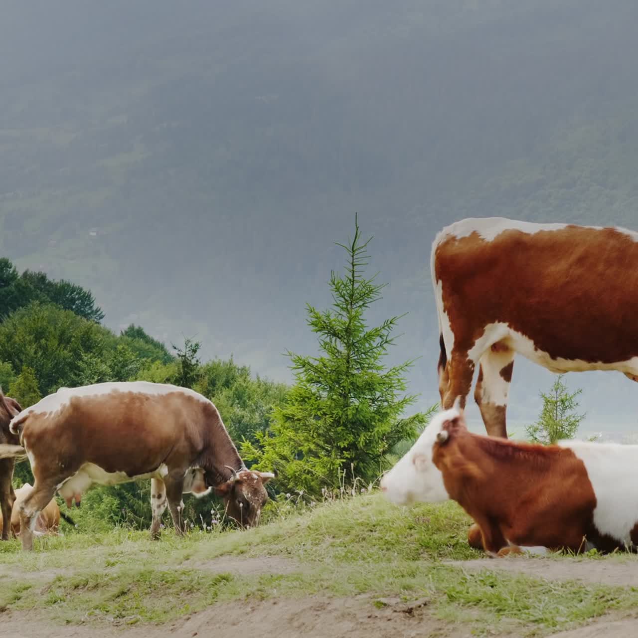 Mucche pascolano in un luogo pittoresco sullo sfondo delle montagne