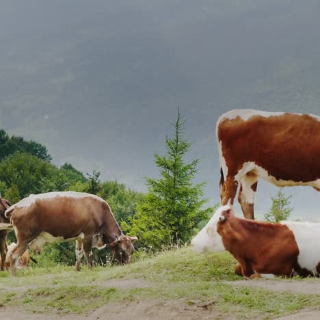 Cows-Graze-In-A-Picturesque-Place-Against-The-Backdrop-Of-The-Mountains