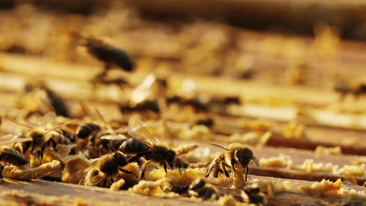 abejas melíferas en el panal