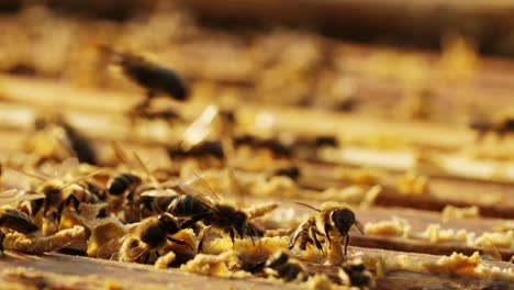 honeybees on honeycomb