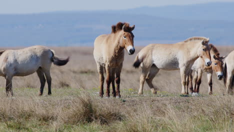 group of wild przewalski horses grazing and standing prairie