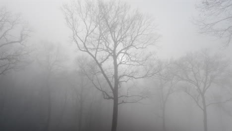 foggy dark mysterious forest