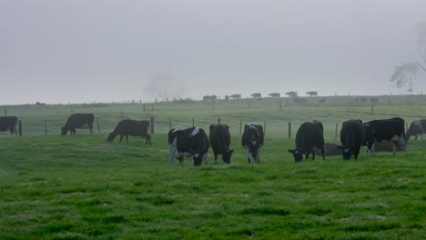 misty day at countryside of new zealand with herd of dairy cows grazing