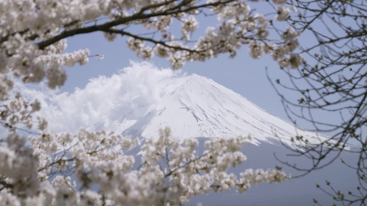 Stunning locked off shot over Mt. Fuji framed by stunning Sakura