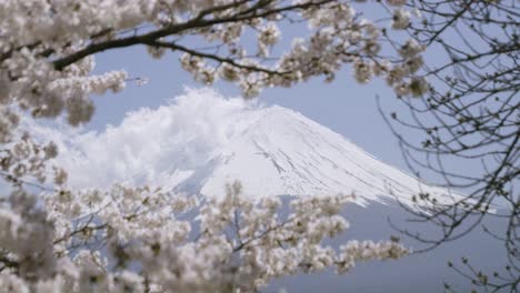 stunning locked off shot over mt. fuji framed by stunning sakura