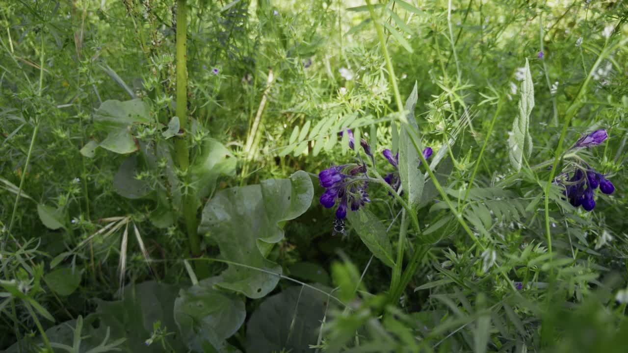 A vibrant purple flower peeks through a curtain of wild green foliage.