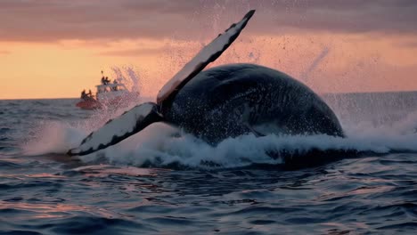 whale jumping at sunset