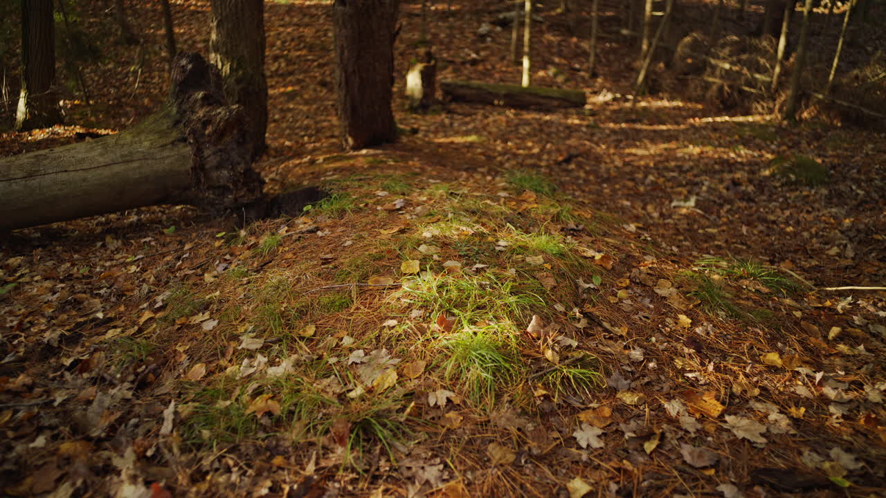 Scatto misterioso di un tumulo artificiale in un'area naturale