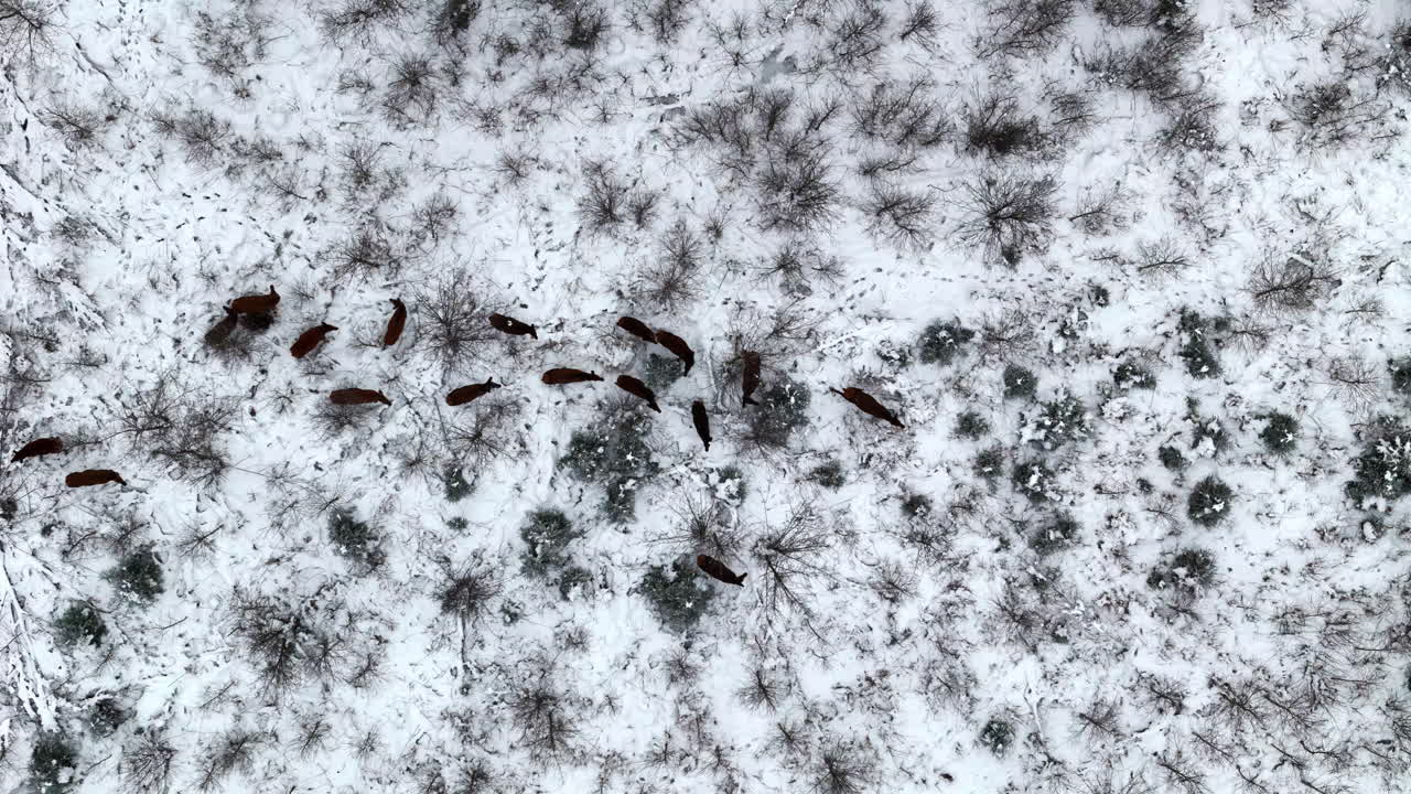 Top-down drone shot with panning, showing a herd of medium-sized brown animals walking and grazing across a snowy clearing surrounded by sparse trees