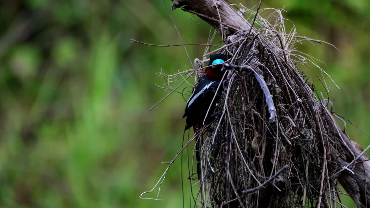 Seen looking straight to the camera while perched on the mouth of its nest, Black-and-red Broadbill, Cymbirhynchus macrorhynchos, Kaeng Krachan National Park, Thailand