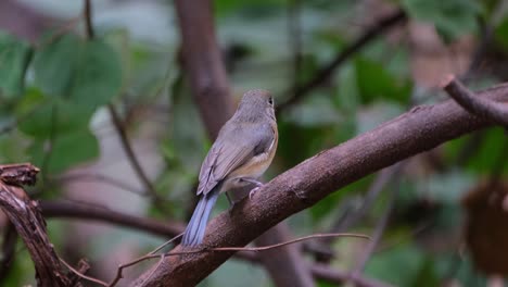 Blick-Nach-Rechts,-Umherschauend,-Dann-Nach-Links-Wegfliegend,-Indochinesisches-Blauschnäpper-Weibchen-Cyornis-Sumatrensis,-Thailand