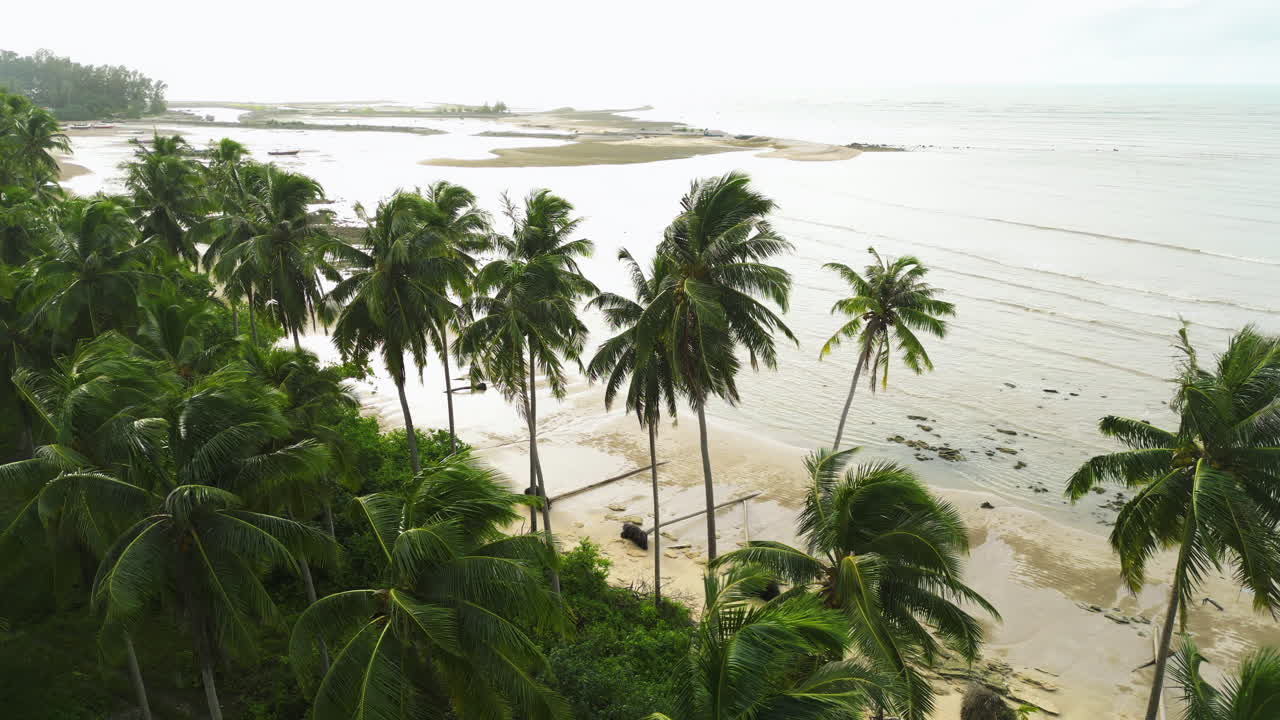 bosque de palmeras cerca de la costa del mar de andamán, tailandia, disparo de avión no tripulado