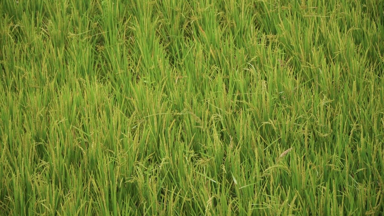 Primo piano di piante di riso verdi che ondeggiano dolcemente nel campo con luce naturale e ombre soffuse. La scena mostra una crescita densa, dettagli di texture uniformi e un colore consistente su tutta l'inquadratura, senza alcuna presenza umana